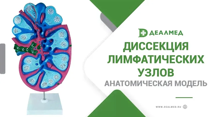 Анатомическая модель диссекция лимфатических узлов